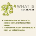 (100ML) SEA FENNEL FACE MIST 海茴香保湿喷雾 - Image 2