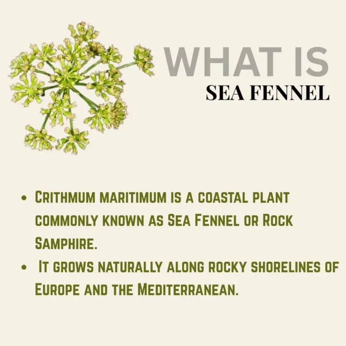 (100ML) SEA FENNEL FACE MIST 海茴香保湿喷雾 - Image 2