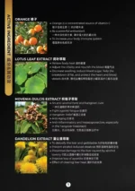 15 Sachets LIVGUARD PLUS 解酒护肝神器 - Image 2